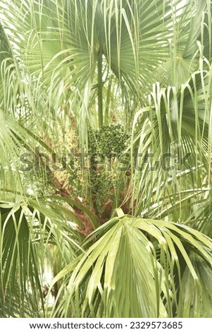 Livistona chinensis, the Chinese fan palm or fountain palm, is a species of subtropical palm tree of east Asia.
