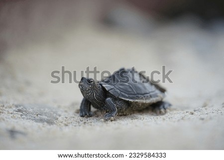 The Mississippi map turtle "Graptemys pseudogeographica kohni" closeup view. Royalty-Free Stock Photo #2329584333