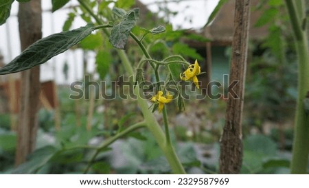 A picture of tomato flowers in the garden