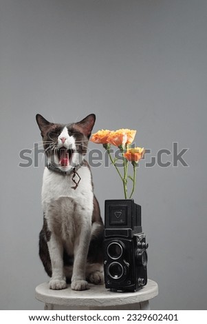 a portrait of a lovely brown cat with a vintage camera and lovely flowers.