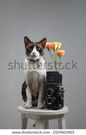 a portrait of a lovely brown cat with a vintage camera and lovely flowers.