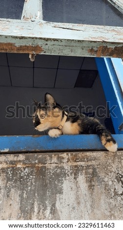 Picture of a cat in the window looking outside. She wants to go run in the grass. Pictured in a frame of blue vintage window with dark background and vintage wall. 