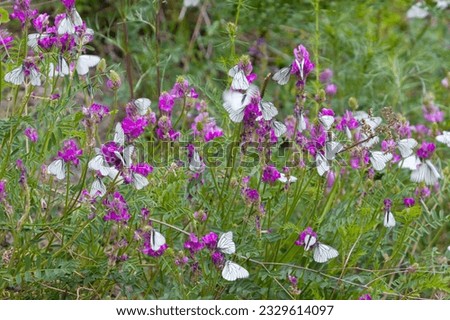 Background with white butterflies on magenta tufted vetch flower. blurry motion of butterflies flapping wings. Meadow plant of Vicia cracca or cow vetch, bird vetch