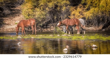 A few Salt River wild horses peacefully eating Eelgrass on the banks of the Salt River in spring.