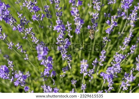 Lavender flowers on blooming field with little bee