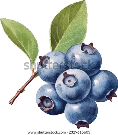 Hand drawn watercolor painting blueberry on white background. Blueberry vector. Royalty-Free Stock Photo #2329615603