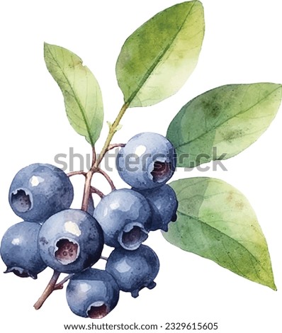 Hand drawn watercolor painting blueberry on white background. Blueberry vector. Royalty-Free Stock Photo #2329615605
