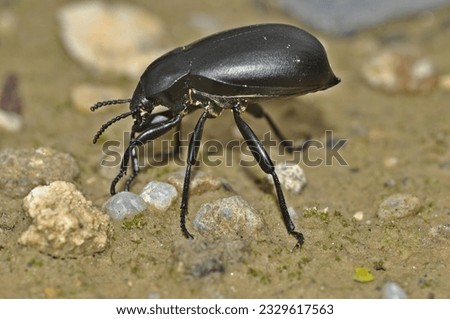 Landscape image of a beautiful, shiny churchyard beetle or cellar beetle Blaps mortisaga. Black beetle in the middle of the picture between pebbles, on the sandy ground.