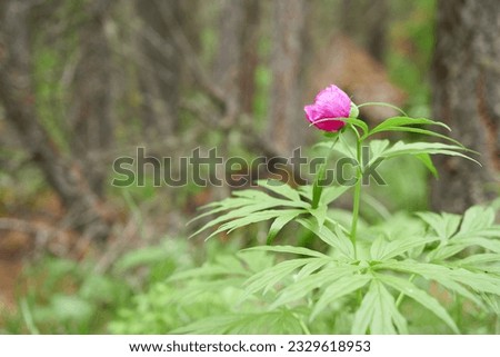 Pink peony flower in the forest, shallow depth of field.