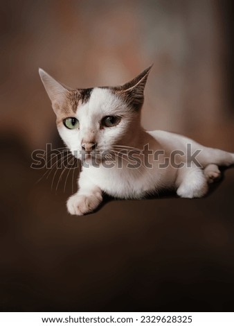 A cat. a white coloured cat staring at the camera.
