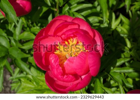 Peony Raspberry Charm. Peony flower blossom in the botanical garden. Huge bright pink peonies on the green background with selective focus. Semi-double pink peony Raspberry Charm, paeonia lactiflora.
