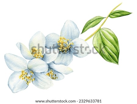 White flower, jasmine flowers isolated on white background. watercolor floral illustrations for invitation, card, design