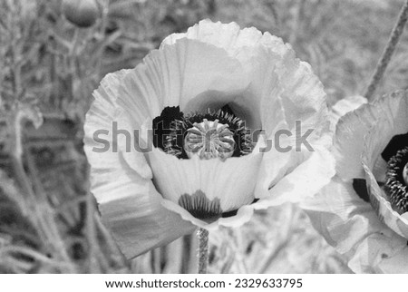 black and white film shot of a poppy flower