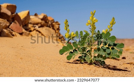 Africa, Mauritania. The southwestern edge of the Sahara Desert. Blooming Italian Senna (Senna italica, legume family) on the rocky-sandy arid desert soil. Royalty-Free Stock Photo #2329647077