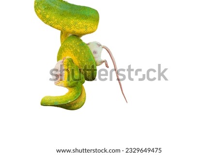Corallus caninus - green snake coiled into a ball.