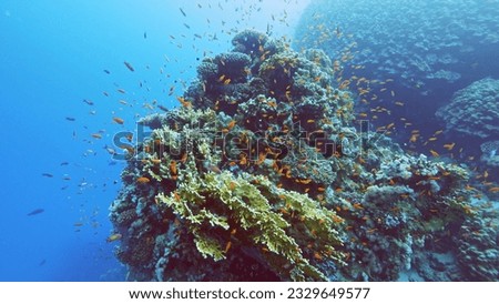 Beautifiul underwater view with tropical coral reefs and flock of fish. Red sea, Egypt.