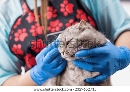 a groomer or veterinarian wipes the eyes of a cat that does nоt like the hygiene procedure with cotton wool portrait animals pet care Royalty-Free Stock Photo #2329652715