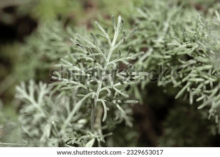 Macro photo of the foliage of a fringed sagebrush, Artemisia frigida, a medical plant. Royalty-Free Stock Photo #2329653017