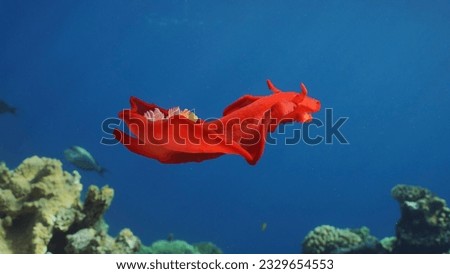 Bright red Sea Slug swims in blue sea in sunrays on daytime. Spanish Dancer Nudibranch (Hexabranchus sanguineus) floats over coral reef in sunburst, Red sea, Egypt Royalty-Free Stock Photo #2329654553
