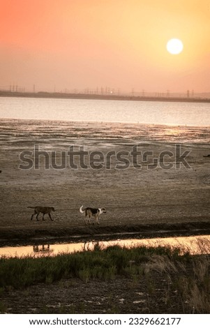 Dogs walk along beside the channel with beautiful sunset