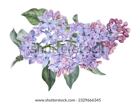Branch of purple lilac. Watercolor botanical illustration. Hand drawn clipart isolated on a white background. Inflorescence of a shrub. Spring flowers with a pleasant fragrance. For stickers, prints