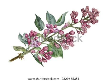 Branch of pink lilac. Watercolor botanical illustration. Hand drawn clipart isolated on a white background. Inflorescence of a shrub. Spring flowers with a pleasant fragrance. For stickers, prints