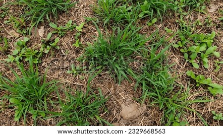 Lawn in summer nature wallpaper summer grass conditions Born in patches, lack of care Royalty-Free Stock Photo #2329668563