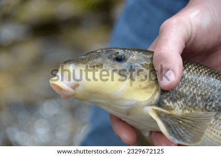 Up close picture of fish sucker fish bottom feeder being held  Royalty-Free Stock Photo #2329672125