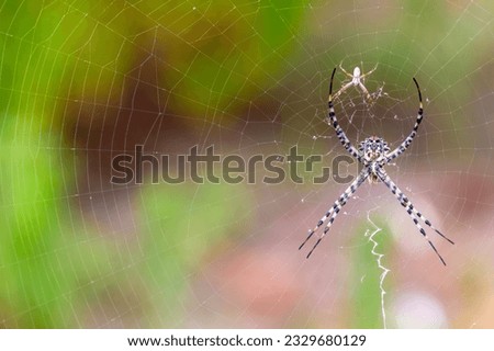 Lobed Argiope Spider Waiting for Prey in Spain - Wildlife Macro Photography Stock Photo