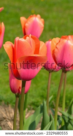 Spring Tulips in bloom with red and green colors. High quality photo