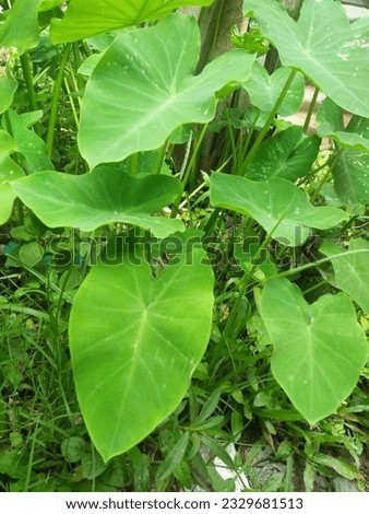 Green colocasia esculenta or taro plants stock photo