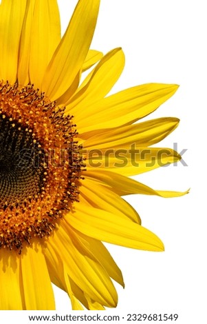 Half segment of a flowering sunflower against white