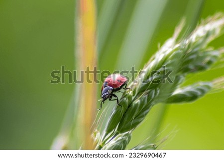 Dotted Ladybug eating plant louse as beneficial insect and plant louse killer as organic pest control and organic pesticide for organic gardening without pesticides against parasites like plant louses
