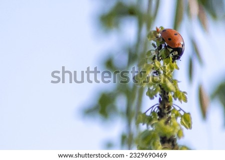 Dotted Ladybug eating plant louse as beneficial insect and plant louse killer as organic pest control and organic pesticide for organic gardening without pesticides against parasites like plant louses