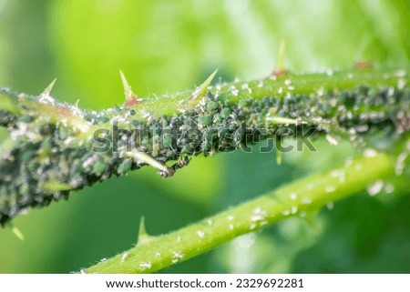 Many garden ants herding plant louses for honeydew production milking them as symbiotic ecosystem and protecting their flock as collaboration and pest control farming of formica rufa and hexapoda