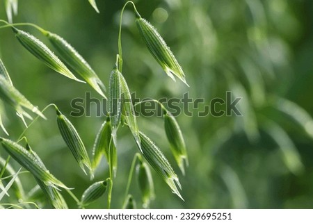 Young green oats on the field in the morning dew. A field of young green oats. The concept of a good harvest, agriculture. Royalty-Free Stock Photo #2329695251