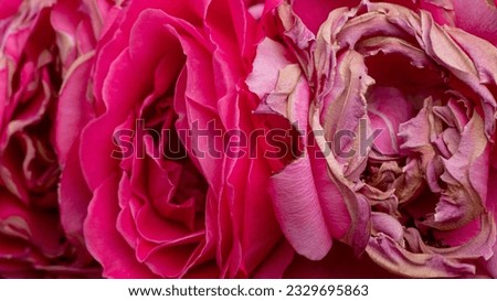 Withered roses with water drop close-up.