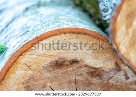 Birch tree bark macro as wooden birch background with birch bark structured surface in close-up shows details of bark surface in timber and lumber production with relief of trunk wooden structure Royalty-Free Stock Photo #2329697389
