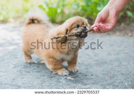Tiny puppy biting wood stick outdoor scene, pet behavior concept	