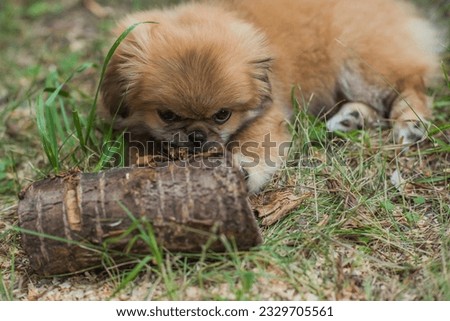 Tiny puppy biting wood stick outdoor scene, pet behavior concept	