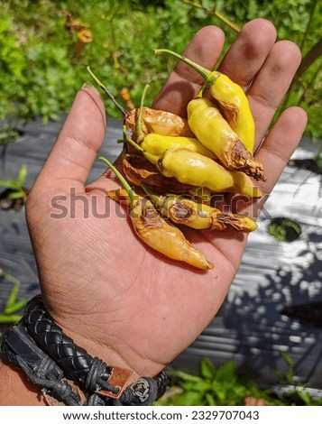 a picture of chilies that are affected by pests and diseases result in crop failure