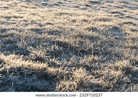 Grass covered with frost. Negative temperature. Change of weather and cooling.