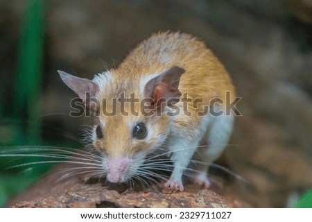 Close-up female spiny mouse Acomys cahirinus breastfeed the offspring. Small DoF focus put only to head of mouse. Royalty-Free Stock Photo #2329711027
