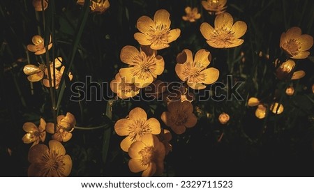 Small yellow flowers on a dark natural background