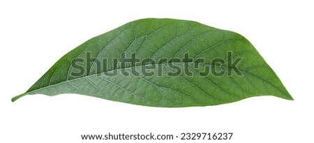 Avocado green leaf isolated on white background Clipping Path. Full depth of field.