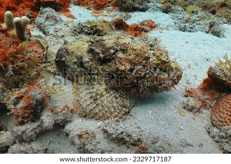 Masked poisonous predator scorpionfish (Scorpaenidae) on the coral reef. Tropical venomous fish, seabed and corals. Underwater picture from scuba diving with dangerous marine life.