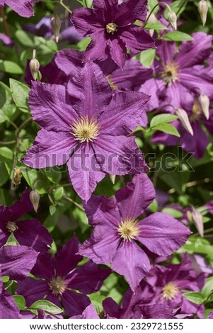 Clematis blooms in the garden. Clematis (lat. Clematis) is a genus of plants in the Buttercup family (Ranunculaceae).