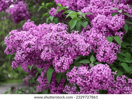 Large lilac bush in spring.  Bright flowers of spring lilac bush. Spring lilac flowers close-up. Twig beautiful varietal blooming flower Royalty-Free Stock Photo #2329727861