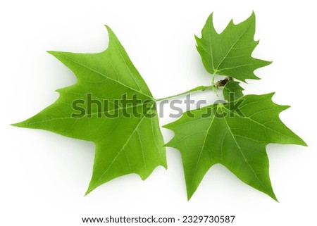 Platanus tree, sycamore leave isolated on white background. Top view. Flat lay Royalty-Free Stock Photo #2329730587