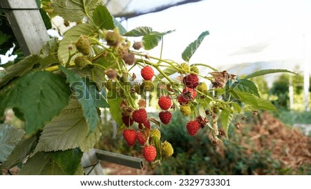 Beautiful Raspberry red fruit and green raw fruit in the plants. the raspberry image can be used for book cover or website image or desktop background.
